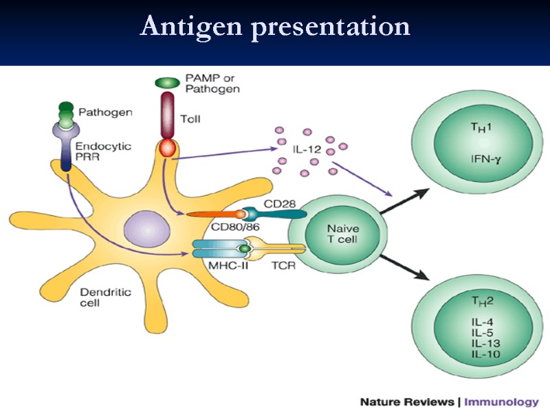 Antigen presentation